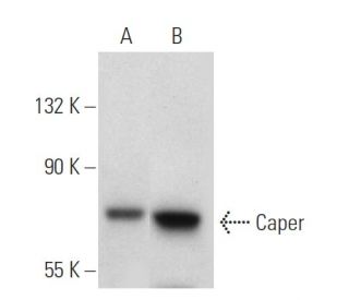 Caper Antibody (P14) - Western Blotting - Image 40937 