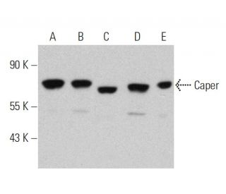 Caper Antibody (G-10) - Western Blotting - Image 359955
