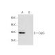 CapG Antibody (D-5) - Western Blotting - Image 301298 