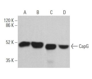 CapG Antibody (H-9) - Western Blotting - Image 362980 