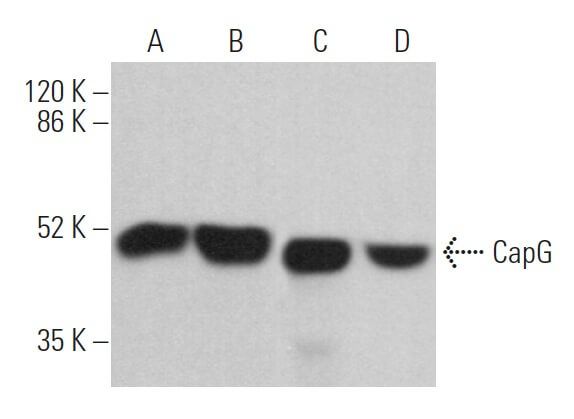 Cap G CapG 항체 (H-9) | SCBT - Santa Cruz Biotechnology