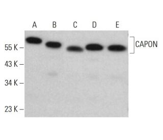 western blotting image from recommended CAPON (C-9) monoclonal antibody replacement. Image 381816