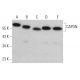 western blotting image from recommended CAPON (C-9) monoclonal antibody replacement. Image 381816