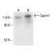 Caprin1 Antibody (F-3) - Western Blotting - Image 411080 