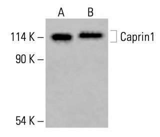Caprin1 Antibody (F-3) - Western Blotting - Image 416499