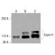 Caprin1 Antibody (G-10) - Western Blotting - Image 416500