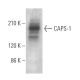CAPS-1 Antibody (G-12) - Western Blotting - Image 369472