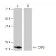 CAPS1 Antibody (6D8) - Western Blotting - Image 64888
