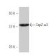 CapZ-α3 Antibody (MB120) - Western Blotting - Image 53980