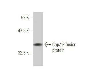 CapZIP Antibody (3F6) - Western Blotting - Image 350318