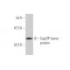 CapZIP Antibody (3F6) - Western Blotting - Image 350318