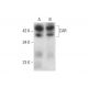 CAR Antibody (A-10) - Western Blotting - Image 300526 