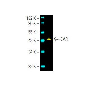 CAR Antibody (E-1) - Western Blotting - Image 395876