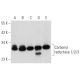 Carbonyl reductase 1/2/3 Antibody (E-5) - Western Blotting - Image 357346 