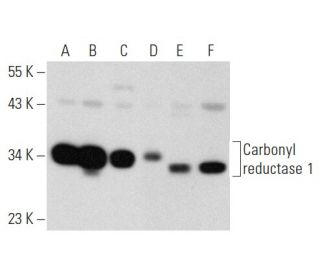 Carbonyl reductase 1 Antibody (B-11) - Western Blotting - Image 357343 