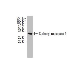 Carbonyl reductase 1 Antibody (Z-8) - Western Blotting - Image 33892 