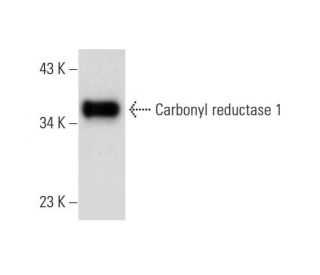 Carbonyl reductase 1 Antibody (B-11) - Western Blotting - Image 289870