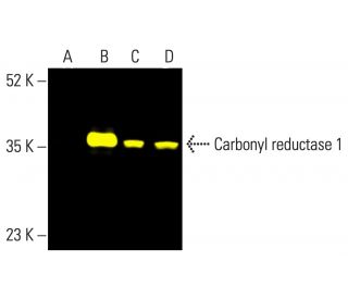 Carbonyl reductase 1 Antibody (B-11) - Western Blotting - Image 403288