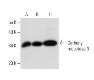 Carbonyl reductase 3 Antibody (E-12) - Western Blotting - Image 308183 