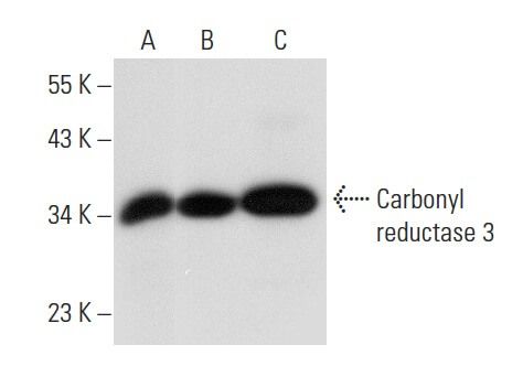 Carbonyl reductase 3 Antibody (E-12) | SCBT - Santa Cruz Biotechnology