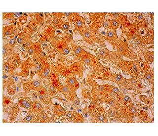 CARD 11 Antibody (A-4) - Immunohistochemistry - Image 313901 