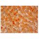 CARD 11 Antibody (A-4) - Immunohistochemistry - Image 313901 