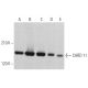 CARD 11 Antibody (A-4) - Western Blotting - Image 363778