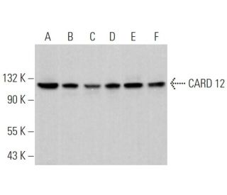 CARD 12 Antibody (F-3) - Western Blotting - Image 368311 