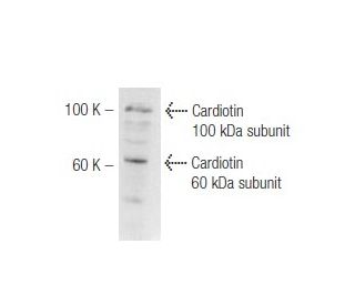 Cardiotin Antibody (R2G) - Western Blotting - Image 47813