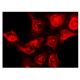 Cardiotin Antibody (SR-2) - Immunofluorescence - Image 142904 