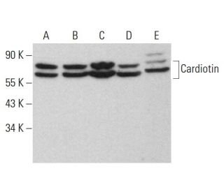Cardiotin Antibody (SR-2) - Western Blotting - Image 381288 