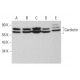 Cardiotin Antibody (SR-2) - Western Blotting - Image 381288 