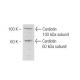 Cardiotin Antibody (SR-3) - Western Blotting - Image 47814