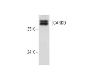 CARKD Antibody (A-1) - Western Blotting - Image 323782