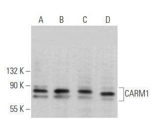 western blotting image from recommended CARM1 (D-6) monoclonal antibody replacement. Image 363716