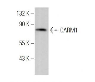 CARM1 Antibody (D-6) - Western Blotting - Image 368323 