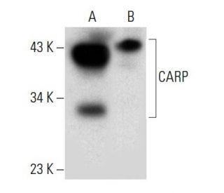 CARP Antibody (E-3) - Western Blotting - Image 301434