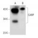 CARP Antibody (E-3) - Western Blotting - Image 301434