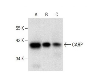 CARP Antibody (G-2) - Western Blotting - Image 301435 