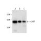 western blotting image from recommended CARP (G-2) monoclonal antibody replacement. Image 301435