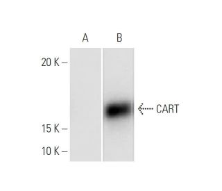 CART Antibody (3E4) - Western Blotting - Image 347603 