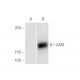 CART Antibody (3E4) - Western Blotting - Image 347603 