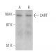 CART Antibody (3E4) - Western Blotting - Image 368200