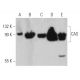 western blotting image from recommended CAS (H-2) monoclonal antibody replacement. Image 360698