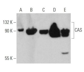 CAS Antibody (H-2) - Western Blotting - Image 360698 