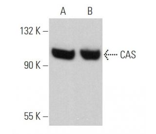 CAS Antibody (H-2) - Western Blotting - Image 360702