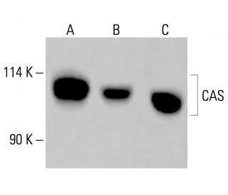 CAS Antibody (H-2) - Western Blotting - Image 414023