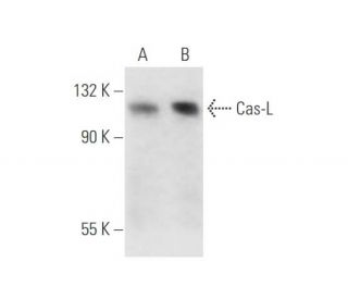 Cas-L Antibody (14A11) - Western Blotting - Image 56841