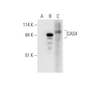 CAS4 Antibody (B-1) - Western Blotting - Image 332744