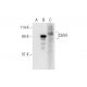 CAS4 Antibody (B-1) - Western Blotting - Image 332744